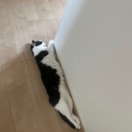 １日メイド部営業です！