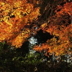 10日(土)初めまして♪︎