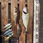 店休日のお知らせ～♪︎