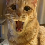 22日ポイント倍です。