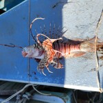 28日17時オープンです。