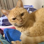 6日踊るめぐるです。