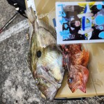 20日15時きゃぱーい